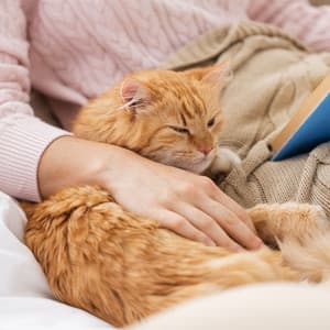 Gentle Rainfall: Piano Comfort for Your Cat - Little Piano Player