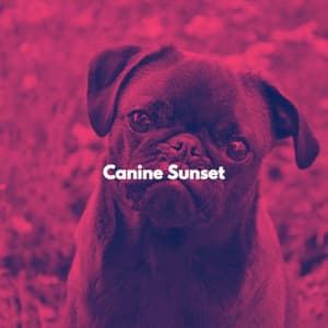 Canine Sunset - Playliste Travail à Domicile