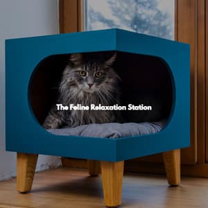 The Feline Relaxation Station - Morning Coffee Playlist