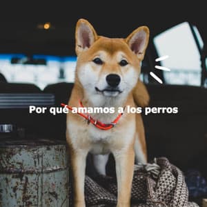 Por qué amamos a los perros - Fine Dining Music