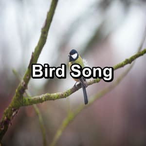 Bird Song - Nature Bird Sounds