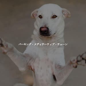 バーキング・メディテーティブ・チューン - Smooth Jazz Radio