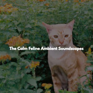 The Calm Feline Ambient Soundscapes - Cafe Musique Francaise