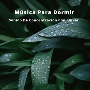 Música Para Dormir: Sonido De Concentración Con Lluvia - Sonidos De Lluvia y Tormentas