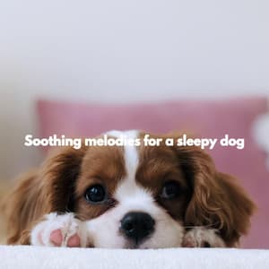 Soothing melodies for a sleepy dog - Ruhige Morgenmusik Beats
