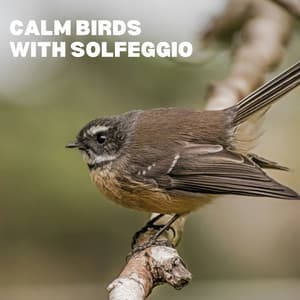 Calm Bird Sounds with Solfeggio - Calm Bird Sounds