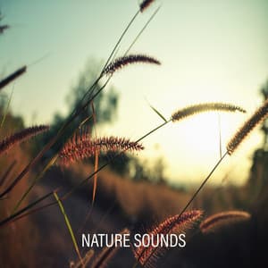 Nature Sounds – Meditation, Relaxation and Healing Regeneration with New Age Music - Wellness Sounds Relaxation Paradise