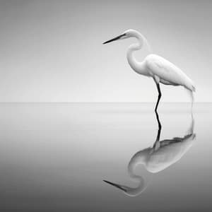 Melodías Binaurales Del Arroyo: Aves En La Armonía De La Naturaleza - 80 88 Hz - Latidos Binaurales Ondas Alfa