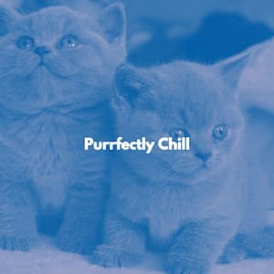 Purrfectly Chill - Cat Music Hour