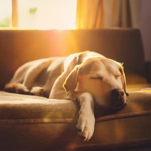 Acordes De Relajación: Melodías De La Orquesta Para Perros - Eloy Perez