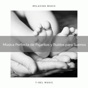 Música Perfecta de Pajaritos y Ruidos para Suenos - Ruido Blanco Para Estudiar