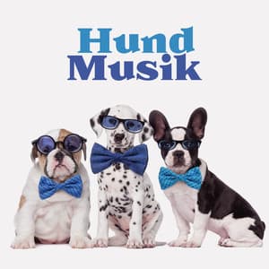 Hund Musik: Sovmusik för hundar, Musik för husdjur - Hundmusik oas