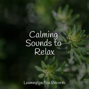 Calming Sounds to Relax - Ambient Arena