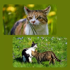 Music for Scratching Kittens - Brilliant Jazz Quintet - Cat Music Hour