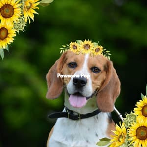 Pawsome Pop - Romantico Cafe Jazz