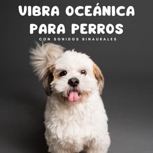 Vibra Oceánica Para Perros Con Sonidos Binaurales - Chico binaural