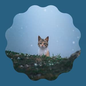 Smooth Jazz Guitar - Bgm for Evening Cat Strolls - Cat Music Therapy