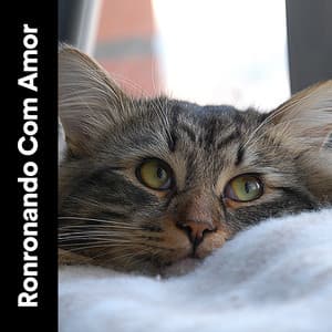Ronronando Com Amor - Musica para Gatos