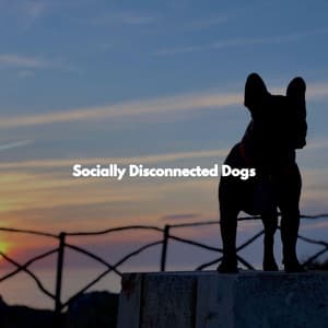 Socially Disconnected Dogs - Musica del lobby del Hotel
