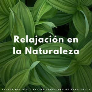 Relajación En La Naturaleza: Flujos Del Río Y Bellas Canciones De Aves Vol. 1 - Flujo de agua definitivo