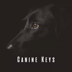 Canine Keys: Meditative Piano for Dogs - Worship Music Piano