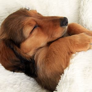 Dogs' Dreamland Retreat: Nighttime Crickets Sound for Restful Sleep ASMR - Doggy Music Radio