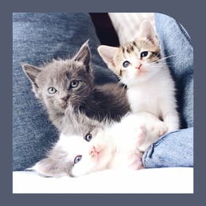 Music for Happy Cat - Trumpet and Alto Sax - Cat Music Waves