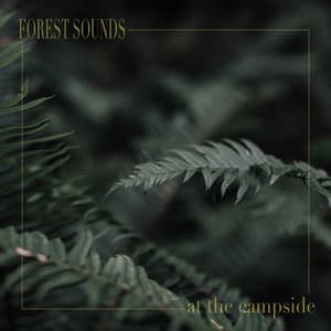 At the Campside - Forest Sounds