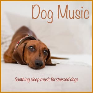 Dog Music: Soothing Sleep Music for Stressed Dogs - Relaxmydog