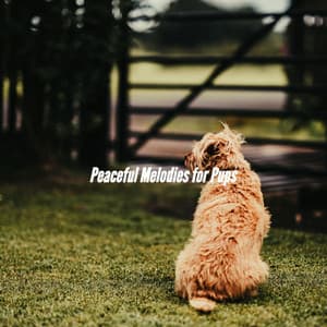 Peaceful Melodies for Pups - Calming Jazz For Dogs