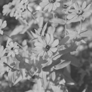 Music for Sleep Therapy - Glockenspiel Music - World Recorders