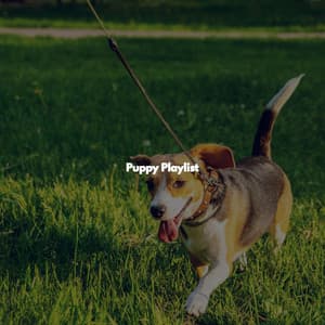 Puppy Playlist - Instrumental Study Music