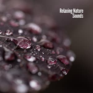 Relaxing Nature Sounds - Relaxing Chill Out Music
