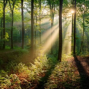 Music For Tranquil Spaces And Soft Energy - Relax Music Temple