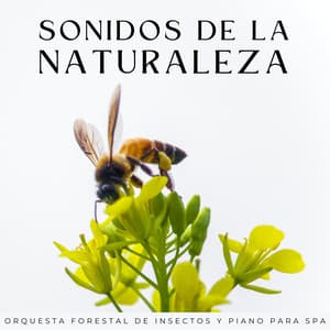 Sonidos De La Naturaleza: Orquesta Forestal De Insectos Y Piano Para Spa - Naturaleza suena colaboración