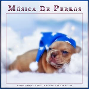 Música De Perros: Música Relajante para La Ansiedad de Los Perros - Música Para Dormir A Los Perros