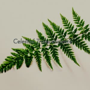 Celestial Transcendence - Cosmic Thought