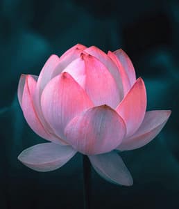 50 Natural Ambiences: Lotus Dreams - Baltic Nature Sounds