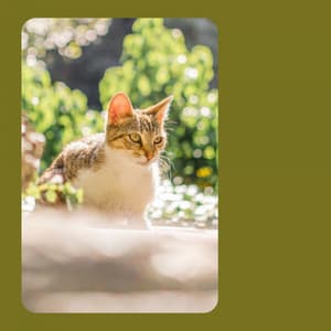 Suave Music for Sitting Back Cats - Jazz Quintet - Cat Sleeping Music Project