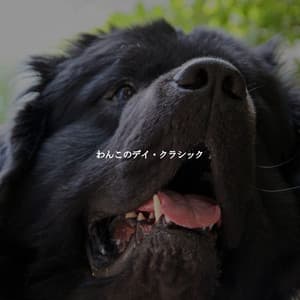 わんこのデイ・クラシック - Cafe Jazz Paris