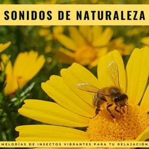 Sonidos De Naturaleza: Melodías De Insectos Vibrantes Para Tu Relajación - Acústica de la Naturaleza