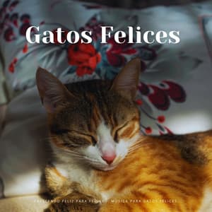 Crescendo Feliz Para Felinos: Música Para Gatos Felices - Música Ambiente