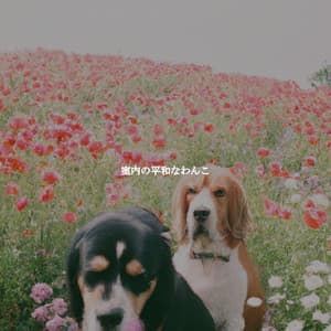 室内の平和なわんこ - Light Jazz Coffee House