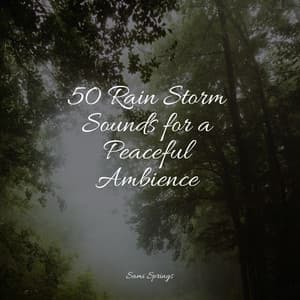 50 Rain Storm Sounds for a Peaceful Ambience - Alpha Waves