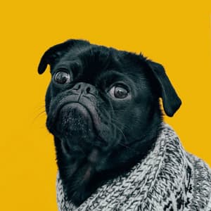 Lofi Dog Dreams: Serene Melodies for Canine Companions - HIP-HOP LOFI