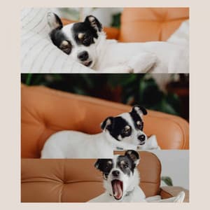 Cozy Dogs - Pleasant - Relaxing Dog Music Playlists