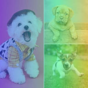 Latin Guitar - Background Music for Sad Puppies - Dog Jazz Sounds