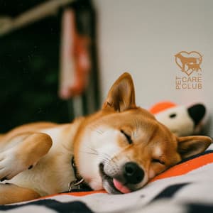 Zzzdoggo - Pet Care Club