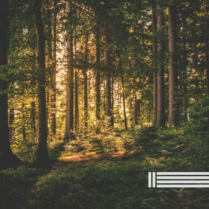 Sounds Of Forest Nature - Birds In The Forest