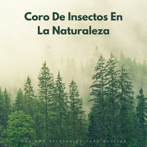 Coro De Insectos En La Naturaleza: Sonidos Relajantes Para Meditar - Zona de Sonidos de la Naturaleza